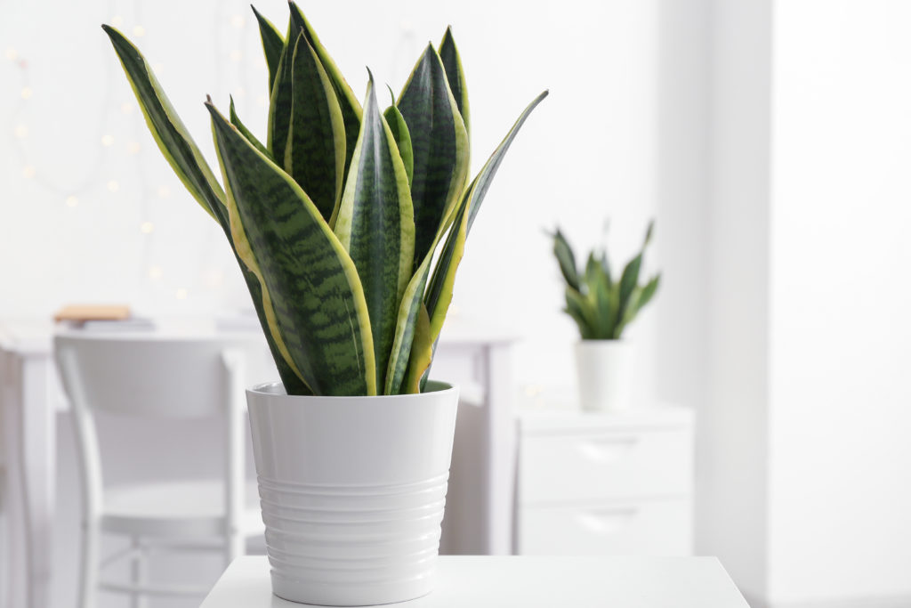 AdobeStock_239459978-1024x683 AdobeStock_239459978-1024x683